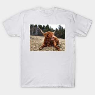 Scottish Highland Cattle Cow 2363 T-Shirt